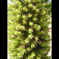 Echium Wildpretti (fam Boraginacees) (Canaries) (04)